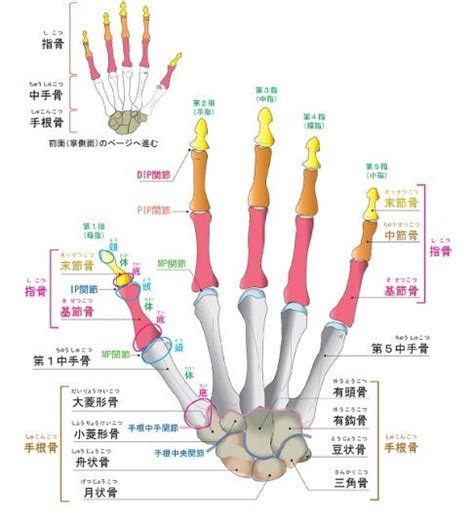 手指第一指節|手指